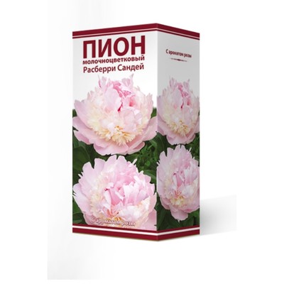 Пионы молочноцветковые «Расберри Сандей», 1 шт., Осень 2026, «ПОИСК»