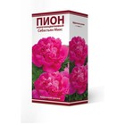 Пионы молочноцветковые Себастьян Маас, 2-3 р-р, 1 шт. 90-100 h(см), Осень 2024  (артикул 9245965)  большой выбор товаров оптом и в розницу по низким ценам с доставкой