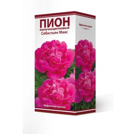 Пионы молочноцветковые Себастьян Маас, 2-3 р-р, 1 шт. 90-100 h(см), Осень 2024  (артикул 9245965)  большой выбор товаров оптом и в розницу по низким ценам с доставкой