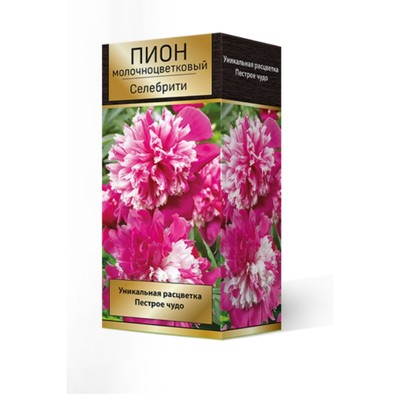 Пионы молочноцветковые Селебрити, 2-3 р-р, 1 шт. 90 h(см), Осень 2024