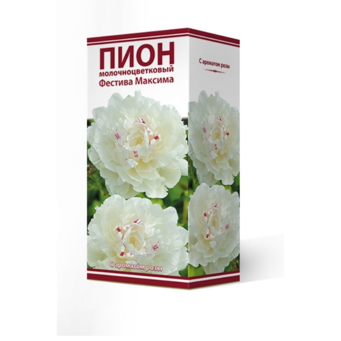 Пионы молочноцветковые Фестива Максима, 2-3 р-р, 1 шт. 90 h(см), Осень 2022 - Фото 1