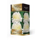 Пионы молочноцветковые Чеддар Чиз, 2-3. р-р, 1 шт. 90-95 h(см), Осень 2025  (артикул 9245972)  большой выбор товаров оптом и в розницу по низким ценам с доставкой