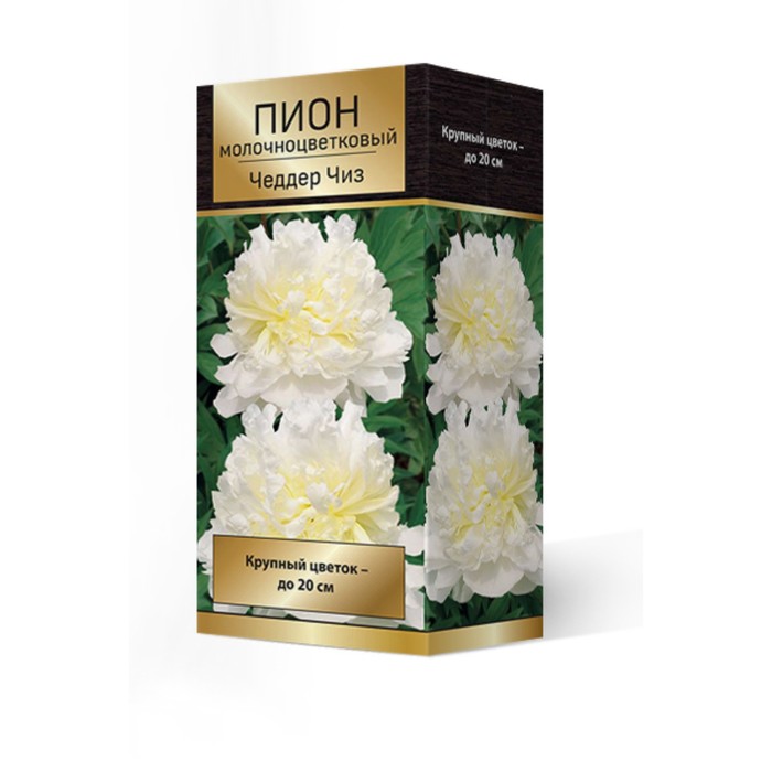 Пионы молочноцветковые Чеддар Чиз, 2-3. р-р, 1 шт. 90-95 h(см), Осень 2022 - Фото 1