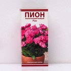 Пионы травянистые для "ПАТИО" Рим, 2-3 р-р, 1 шт. 25 h(см), Осень 2022  (артикул 9245980)  большой выбор товаров оптом и в розницу по низким ценам с доставкой