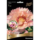 Пионы ИТО-гибриды Лоллипоп, 2-3 р-р, 1 шт. 90 h(см), Осень 2024  (артикул 9245985)  большой выбор товаров оптом и в розницу по низким ценам с доставкой