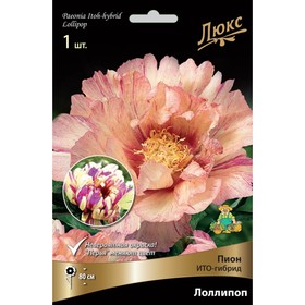 Пионы ИТО-гибриды Лоллипоп, 2-3 р-р, 1 шт. 90 h(см), Осень 2024  (артикул 9245985)  большой выбор товаров оптом и в розницу по низким ценам с доставкой