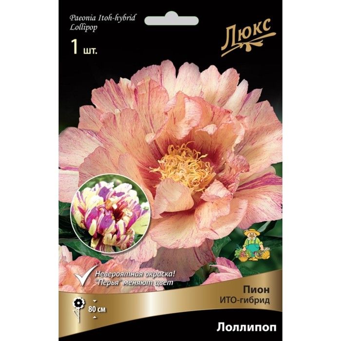 Пионы ИТО-гибриды Лоллипоп, 2-3 р-р, 1 шт. 90 h(см), Осень 2024