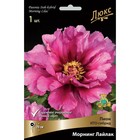 Пионы ИТО-гибриды Морнинг Лайлак, 2-3. р-р, 1 шт. 70 h(см), Осень 2024  (артикул 9245986)  большой выбор товаров оптом и в розницу по низким ценам с доставкой