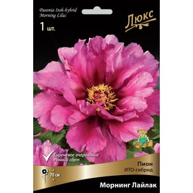 Пионы ИТО-гибриды Морнинг Лайлак, 2-3. р-р, 1 шт. 70 h(см), Осень 2024  (артикул 9245986)  большой выбор товаров оптом и в розницу по низким ценам с доставкой