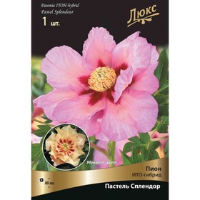 Пионы ИТО-гибриды Пастель Сплендор, 2-3 р-р, 1 шт. 80 h(см), Весна 2026 9245987