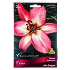 Лилии Азиатские «Айс Берри», 14/16 р-р, 2 шт. 110 h(см), Осень 2025  (артикул 9245990)  большой выбор товаров оптом и в розницу по низким ценам с доставкой