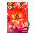 Лилии Азиатские «Арсенал», 14/16 р-р, 2 шт. 110 h(см), Осень 2024  (артикул 9245991)  большой выбор товаров оптом и в розницу по низким ценам с доставкой