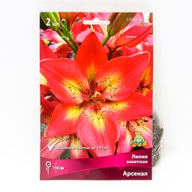 Лилии Азиатские «Арсенал», 14/16 р-р, 2 шт. 110 h(см), Осень 2024  (артикул 9245991)  большой выбор товаров оптом и в розницу по низким ценам с доставкой