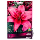 Лилии Азиатские «Далила», 14/16 р-р, 2 шт. 110 h(см), Осень 2024  (артикул 9245994)  большой выбор товаров оптом и в розницу по низким ценам с доставкой