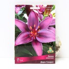 Лилии Азиатские «Дарк Секрет», 14/16 р-р, 2 шт. 75 h(см), Осень 2025  (артикул 9245995)  большой выбор товаров оптом и в розницу по низким ценам с доставкой