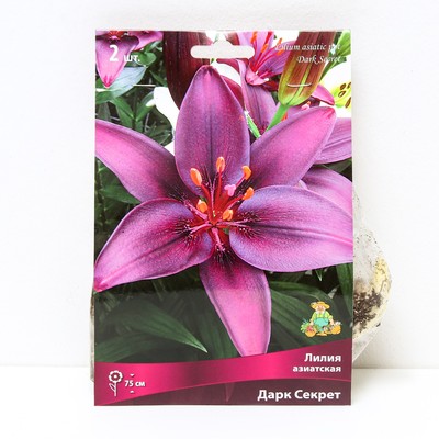 Лилии Азиатские «Дарк Секрет», 14/16 р-р, 2 шт. 75 h(см), Осень 2025