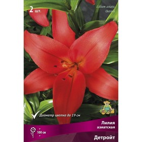 Лилии Азиатские Детройт, 14/16 р-р, 2 шт. 100 h(см), Осень 2024  (артикул 9245996)  большой выбор товаров оптом и в розницу по низким ценам с доставкой
