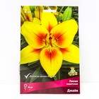 Лилии Азиатские «Джайв», 14/16 р-р, 2 шт. 90 h(см), Осень 2025  (артикул 9245997)  большой выбор товаров оптом и в розницу по низким ценам с доставкой