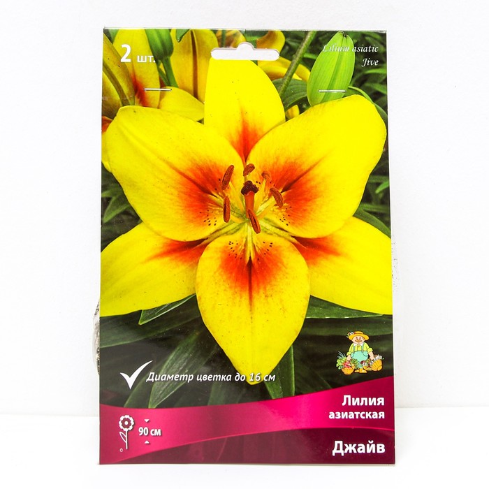 Лилии Азиатские «Джайв», 14/16 р-р, 2 шт. 90 h(см), Осень 2025 - Фото 1