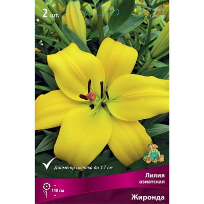 Лилии Азиатские «Жиронда», 14/16 р-р, 2 шт. 110 h(см), Осень 2025