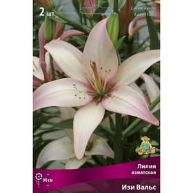 Лилии Азиатские «Изи Вальс», 14/16 р-р, 2 шт. 90 h(см), Осень 2022  (артикул 9246000)  большой выбор товаров оптом и в розницу по низким ценам с доставкой