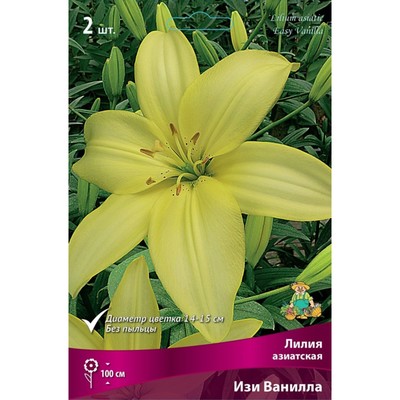 Лилии Азиатские «Изи Ванилла», 14/16 р-р, 2 шт. 100 h(см), Осень 2022