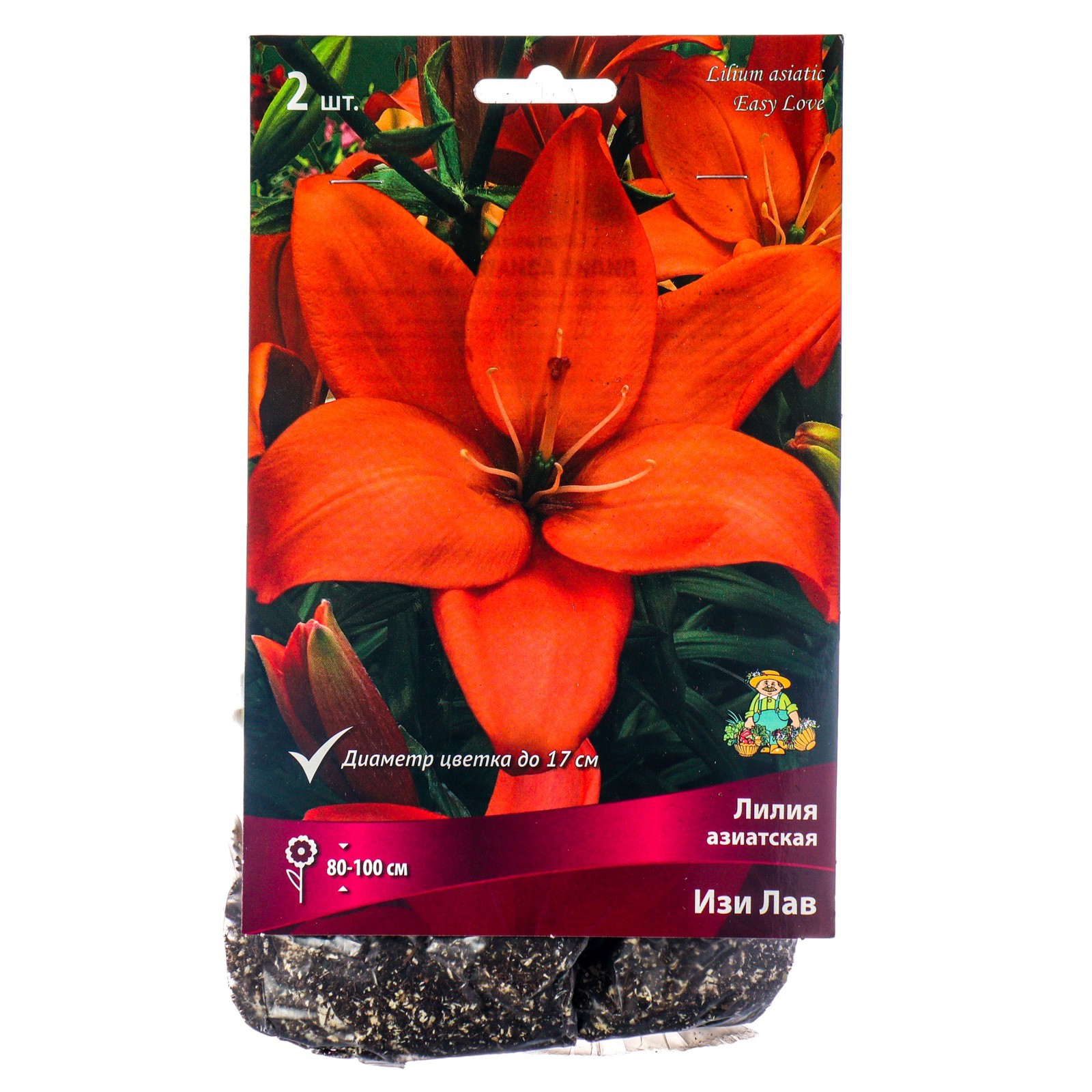 Купить Азиатские Лилии В Интернет Магазине