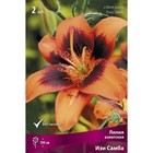 Лилии Азиатские Изи Самба, 14/16 р-р, 2 шт. 100 h(см), Осень 2024  (артикул 9246004)  большой выбор товаров оптом и в розницу по низким ценам с доставкой