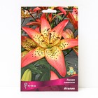 Лилии Азиатские «Италия», 14/16 р-р, 2 шт. 90-150 h(см), Осень 2024 - Фото 1