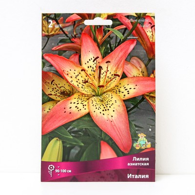 Лилии Азиатские «Италия», 14/16 р-р, 2 шт. 90-150 h(см), Осень 2024