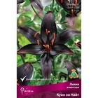 Лилии Азиатские «Куин ов Найт», 14/16 р-р, 2 шт. 100 h(см), Осень 2024  (артикул 9246009)  большой выбор товаров оптом и в розницу по низким ценам с доставкой