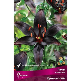 Лилии Азиатские «Куин ов Найт», 14/16 р-р, 2 шт. 100 h(см), Осень 2024  (артикул 9246009)  большой выбор товаров оптом и в розницу по низким ценам с доставкой