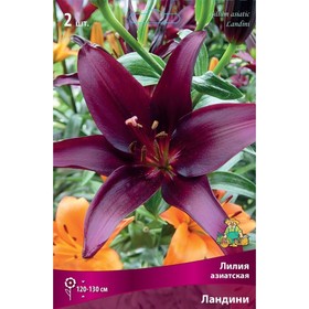 Лилии Азиатские «Ландини», 14/16 р-р, 2 шт. 120 h(см), Осень 2024  (артикул 9246010)  большой выбор товаров оптом и в розницу по низким ценам с доставкой