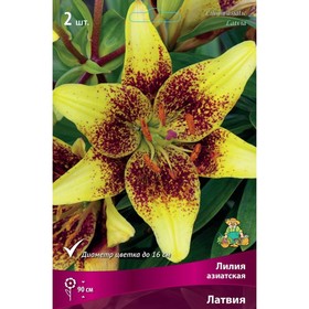 Лилии Азиатские «Латвия», 14/16 р-р, 2 шт. 90 h(см), Осень 2024  (артикул 9246011)  большой выбор товаров оптом и в розницу по низким ценам с доставкой