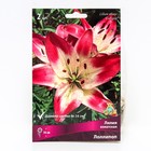 Лилии Азиатские «Лоллипоп», 14/16 р-р, 2 шт. 70 h(см), Осень 2024  (артикул 9246014)  большой выбор товаров оптом и в розницу по низким ценам с доставкой