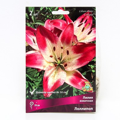 Лилии Азиатские «Лоллипоп», 14/16 р-р, 2 шт. 70 h(см), Осень 2024