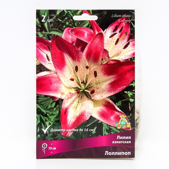 Лилии Азиатские «Лоллипоп», 14/16 р-р, 2 шт. 70 h(см), Осень 2024 - Фото 1