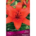 Лилии Азиатские «Лондрина», 14/16 р-р, 2 шт. 40 h(см), Осень 2025  (артикул 9246015)  большой выбор товаров оптом и в розницу по низким ценам с доставкой