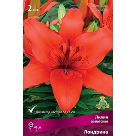 Лилии Азиатские «Лондрина», 14/16 р-р, 2 шт. 40 h(см), Осень 2025  (артикул 9246015)  большой выбор товаров оптом и в розницу по низким ценам с доставкой