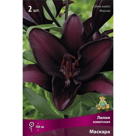 Лилии Азиатские Маскара, 14/16 р-р, 2 шт. 100 h(см), Осень 2024  (артикул 9246017)  большой выбор товаров оптом и в розницу по низким ценам с доставкой