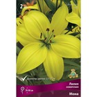 Лилии Азиатские Мона, 14/16 р-р, 2 шт. 95 h(см), Осень 2024  (артикул 9246018)  большой выбор товаров оптом и в розницу по низким ценам с доставкой