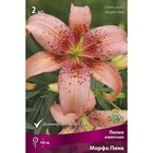 Лилии Азиатские Морфо Пинк, 14/16 р-р, 2 шт. 100 h(см), Осень 2024  (артикул 9246019)  большой выбор товаров оптом и в розницу по низким ценам с доставкой