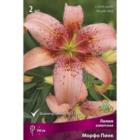 Лилии Азиатские Морфо Пинк, 14/16 р-р, 2 шт. 100 h(см), Осень 2024  (артикул 9246019)  большой выбор товаров оптом и в розницу по низким ценам с доставкой