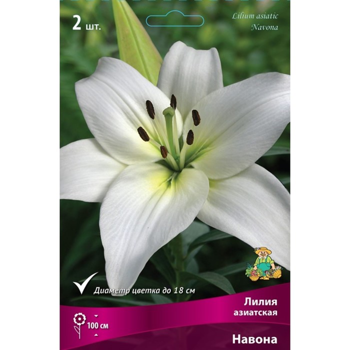 Лилии Азиатские Навона, 14/16 р-р, 2 шт. 100 h(см), Осень 2024 - Фото 1