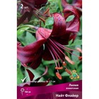 Лилии Азиатские «Найт Флайер», 14/16 р-р, 2 шт. 100 h(см), Осень 2022  (артикул 9246023)  большой выбор товаров оптом и в розницу по низким ценам с доставкой