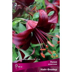 Лилии Азиатские «Найт Флайер», 14/16 р-р, 2 шт. 100 h(см), Осень 2022  (артикул 9246023)  большой выбор товаров оптом и в розницу по низким ценам с доставкой