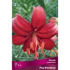 Лилии Азиатские Ред Флейвор, 14/16 р-р, 2 шт. 85 h(см), Осень 2022  (артикул 9246030)  большой выбор товаров оптом и в розницу по низким ценам с доставкой