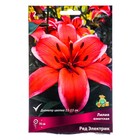 Лилии Азиатские Ред Электрик, 14/16 р-р, 2 шт. 70 h(см), Осень 2024  (артикул 9246031)  большой выбор товаров оптом и в розницу по низким ценам с доставкой