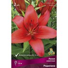 Лилии Азиатские «Родилана», 14/16 р-р, 2 шт. 110 h(см), Осень 2022  (артикул 9246032)  большой выбор товаров оптом и в розницу по низким ценам с доставкой