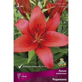 Лилии Азиатские «Родилана», 14/16 р-р, 2 шт. 110 h(см), Осень 2022  (артикул 9246032)  большой выбор товаров оптом и в розницу по низким ценам с доставкой